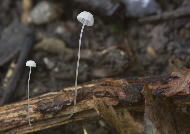 Mycena mirata